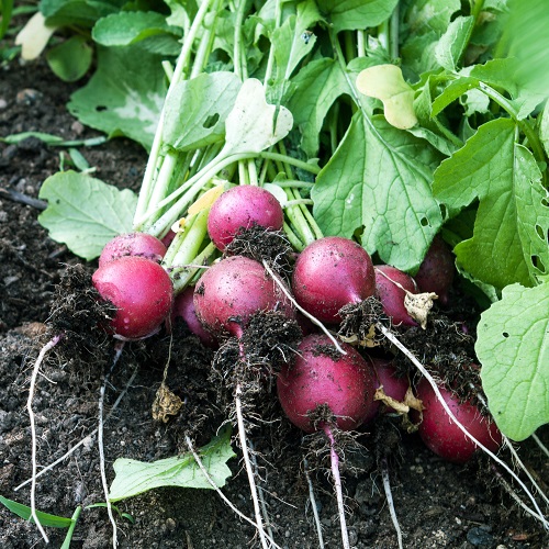 Radish Cherry Belle